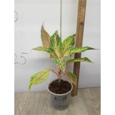 Aglaonema Kwak Nam Chok A-118 pot