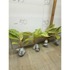 Aglaonema Lucky A-54