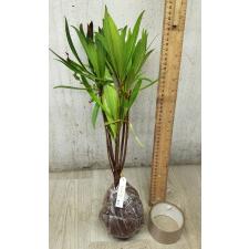 Elaeocarpus grandiflorus 89/1