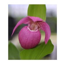 Циприпедиум макрантос пурпурный / Cypripedium Macrantohs purple