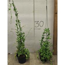 Dischidia pectinoides