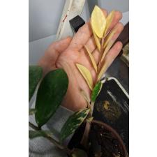 Zamioculcas zamiifolia variegated (short leaf)