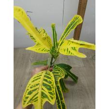Codiaeum A8 Boston