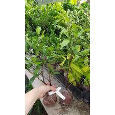 Ixora sp.(T14) orange flower and triple petal 191