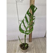 Monstera epipremnoides 'Esqueleto 1+lev 