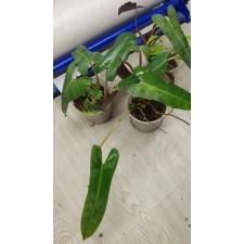 Philodendron billietiae pot 950p