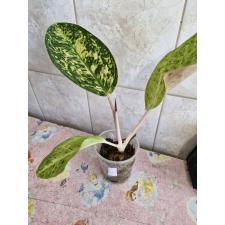 Aglaonema sp 3 - 500p