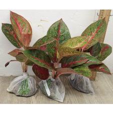 Аглаонема Саб Монгкол. / Aglaonema Sub Mongkol A-37