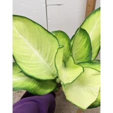 Dieffenbachia Saeng Chantra