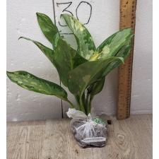 Aglaonema Suwanapum A-127