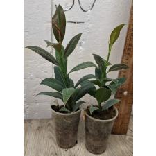 Фикус американский гвианский / Ficus Americana Subsp. Guianensis (S)
