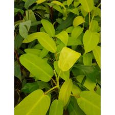 Philodendron malay Gold 