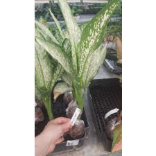 Dieffenbachia Udomsub (white form).