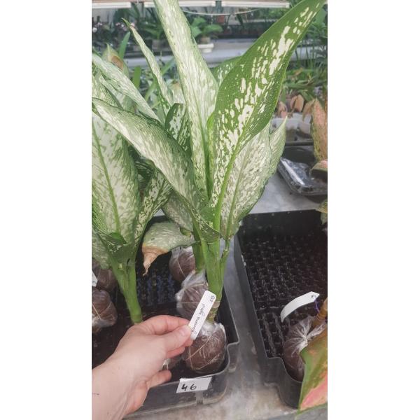 Dieffenbachia Udomsub (white form).