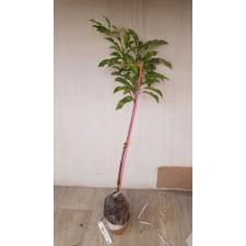 Manilkara achras (yellow leaf)(grafted) 147-5 по 4500р