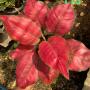 Aglaonema T13 Super Red