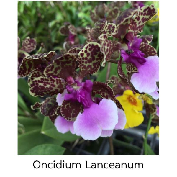 Онцидиум ланцеанум / Oncidium Lanceanum