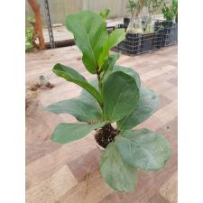 Ficus Lyrata pot