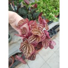 Peperomia quito 11 cm pot