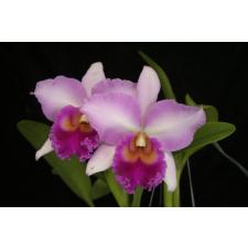 Брассолаелиокаттлея ‘Пинк Даймонд’ / Blc. Pink Diamond