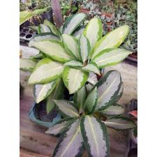 Aglaonema NEW14 Long leaves Banana