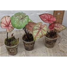 Каладиум сп. СС-4 / Caladium sp CC-4