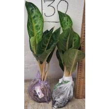 Аглаонема Индиана Кинг / Aglaonema Indiana King A-30
