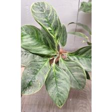 Aglaonema Ikkyu-san A-33
