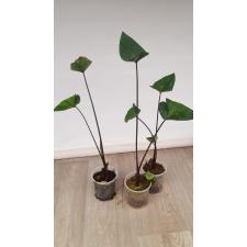 colocasia coffee cups стакан 450р