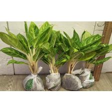 Аглаонема золотая ложка / Aglaonema Gold spoon A-105