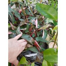 Philodendron Pink Princess (wide) 2.5"