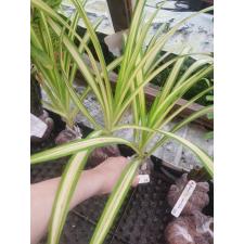 Pandanus sanderi 'Yellow ribbon' 218