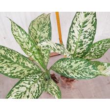 Dieffenbachia White Blizzard стакан