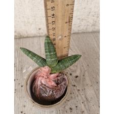 Sansevieria sp. Zumo mini