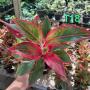 Aglaonema T18 Aurora Red