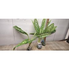 Aglaonema Pet ra cha A-120