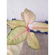 Aglaonema Frozen