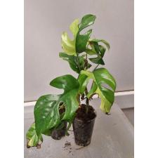 Monstera 'Miniature' (white variegated)