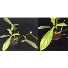 Philodendron sp (T49) pot