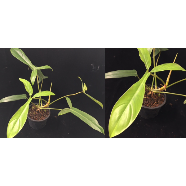 Филодендрон сп. (Т49) / Philodendron sp (T49)