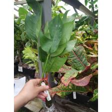 Epipremnum sp.(T03) Skeleton (mature leaf) 389