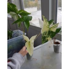 Syngonium Variegata стакан 500p