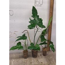 Philodendron Lime Fiddle (S)