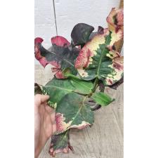 Codiaeum A64 Sri bang mod Уценка