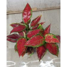 Aglaonema Subchoa A-36