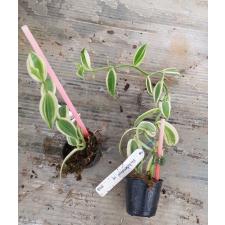 Ваниль планифолия альбомаргината / Vanilla planifolia albomarginata