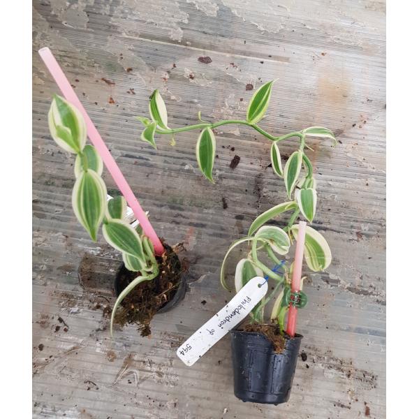Ваниль планифолия альбомаргината / Vanilla planifolia albomarginata
