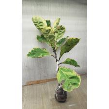 Ficus lyrata variegata