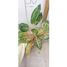 Aglaonema Indiana King A-30