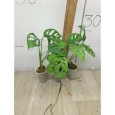 monstera adansonii pot s